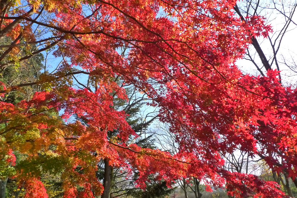 紅葉