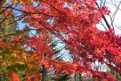 紅葉