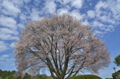 左近の桜