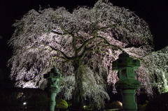 安国寺しだれ桜