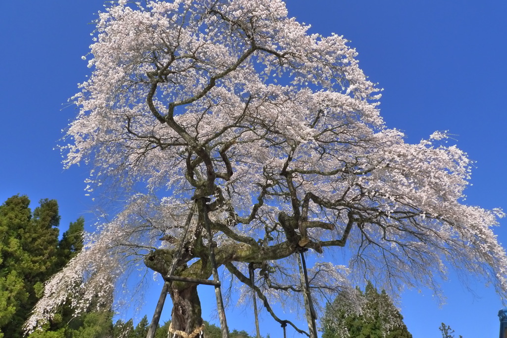 外大野のしだれ桜