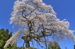 外大野のしだれ桜