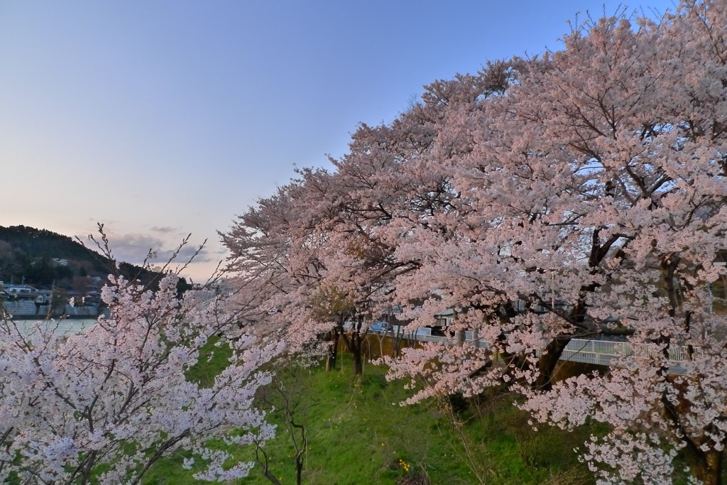 久慈川沿いのさくら