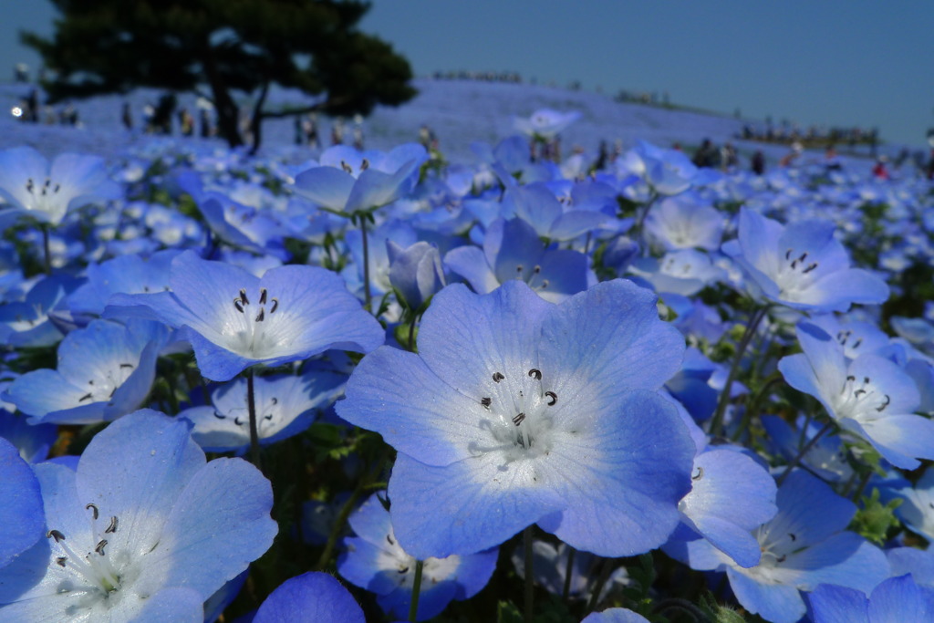 BLUExBLUE