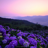 hydrangea in sunrise