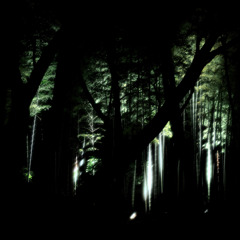 Beyond the Darkness Forest