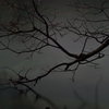 Monotone