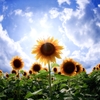 In the blue sky