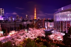 sakura in Tokyo 2