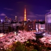 sakura in Tokyo 2