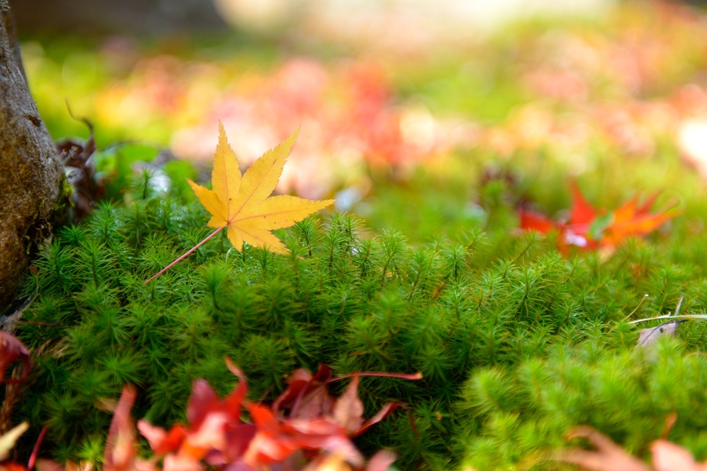 Momiji