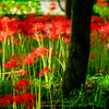 lycoris forest