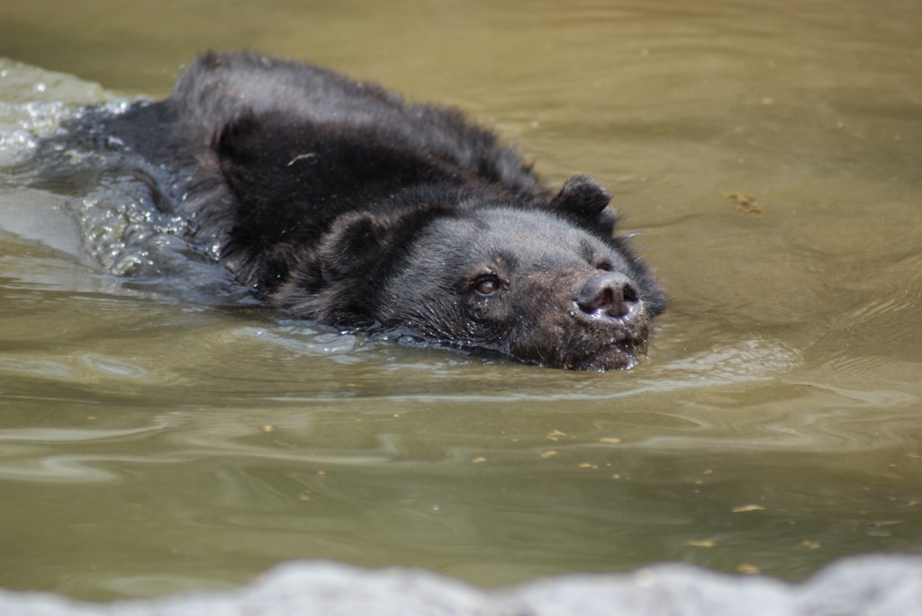 GWなのに暑いクマー