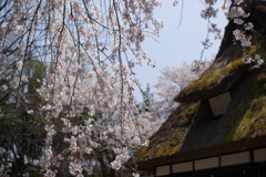 しだれさくら
