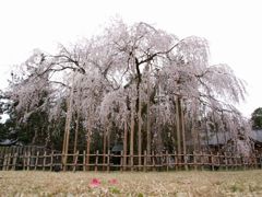 足羽神社　しだれ桜