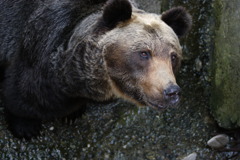 クマー