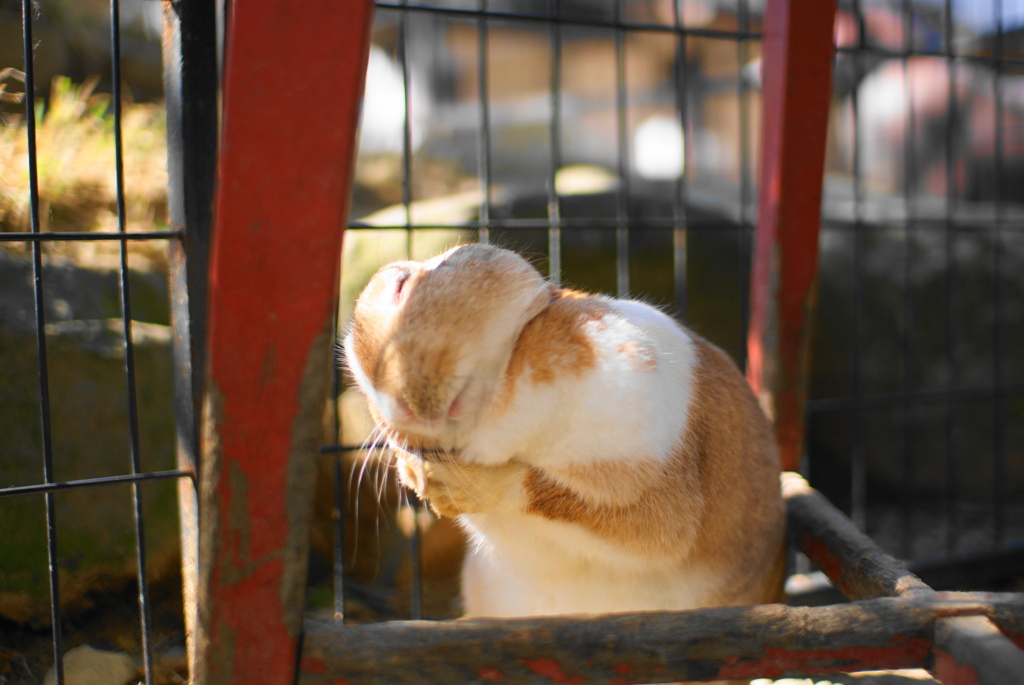 見て!見て! ティモテ!ティモテ!ティモテ～エ～!