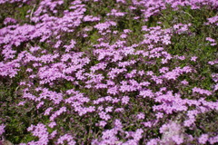 花　花