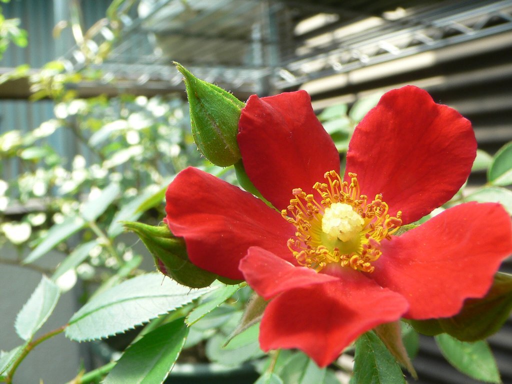 一重の赤いバラ