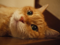 まずはうちの子
