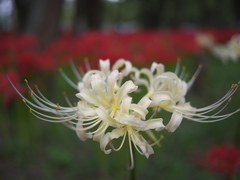 白い彼岸花