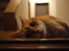 まずはうちの子