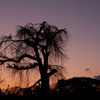円山公園