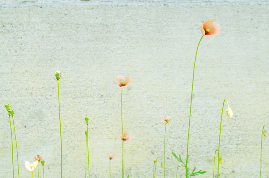 庭の花