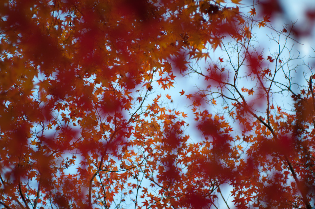 京都　紅葉