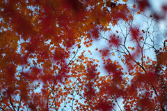 京都　紅葉