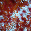 京都　紅葉