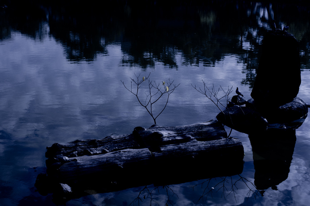 奈良公園界隈