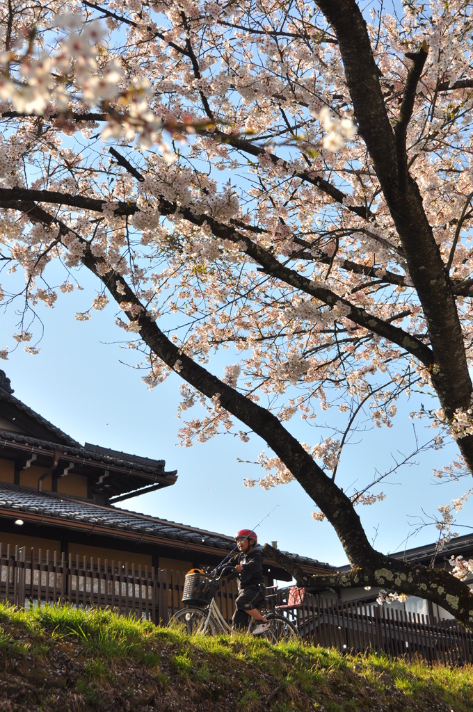 桜