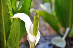 水芭蕉