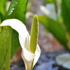 水芭蕉