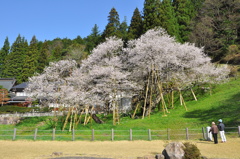 桜