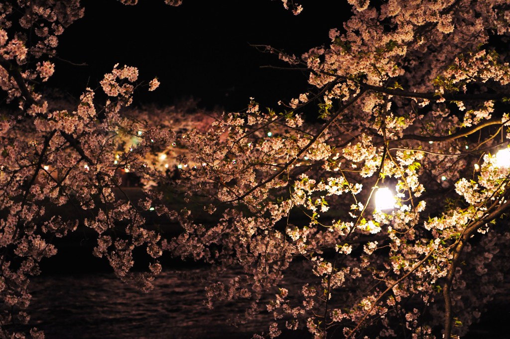 夜桜