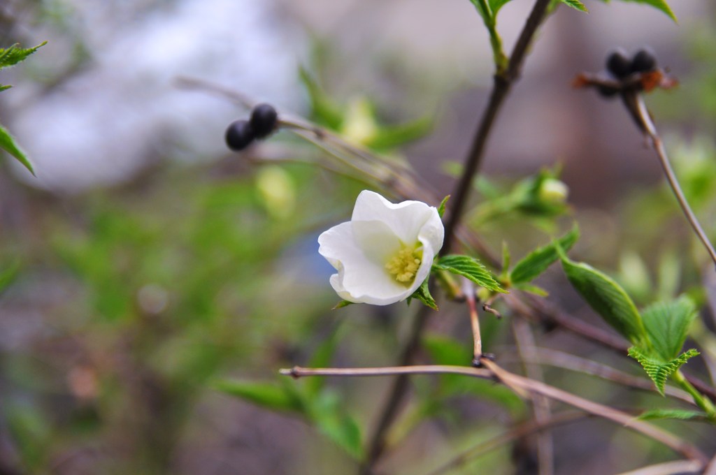 白山吹