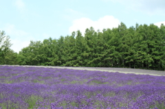 Lavender garden.