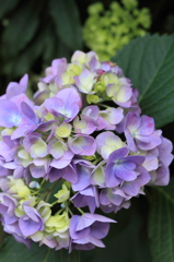 紫陽花