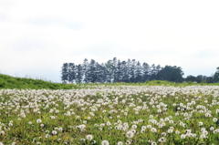 White field