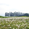 White field