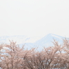東北の春