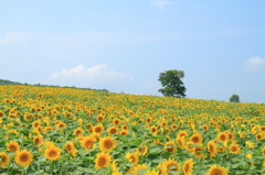 夏の想い出の１ページ