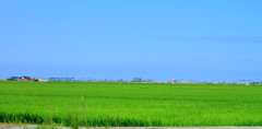 bule & green (rice fields)