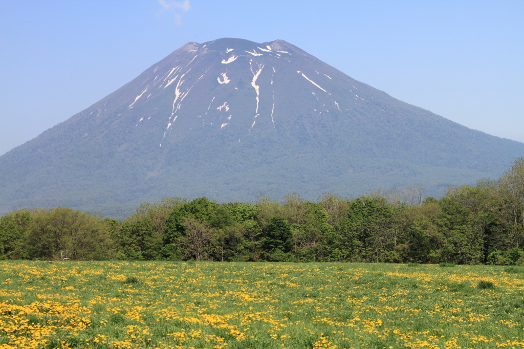 Yellow field