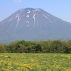 Yellow field