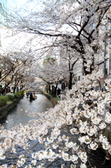 京都・高瀬川・桜