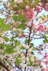 6月の桜