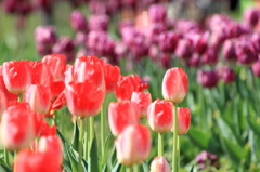tulip